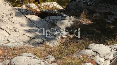 Chipmunk eating slice of bread