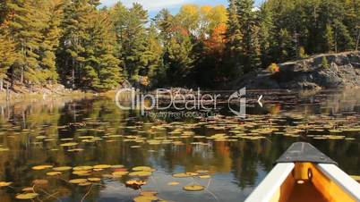 Beaver lodge seen from a canoe