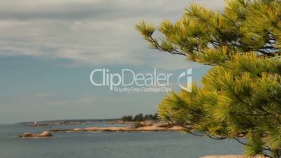 Wind moving pine needles, with view of Georgian Bay behind