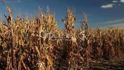 View of corn stalks
