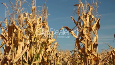 Row of corn stalks