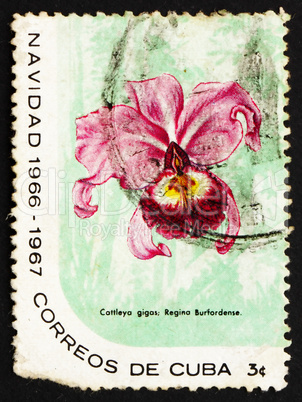 Postage stamp Cuba 1899 Cattleya Warscewiczii Reginae Burfordens