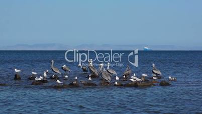 Pelicans and Seagulls Sharing a Rock Outcrop on the Ocean