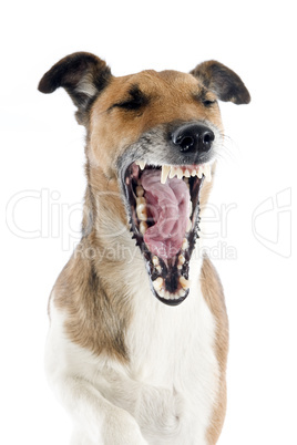 yawning smooth fox terrier
