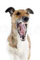 yawning smooth fox terrier