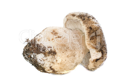 boletus edulis