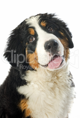 puppy bernese moutain dog