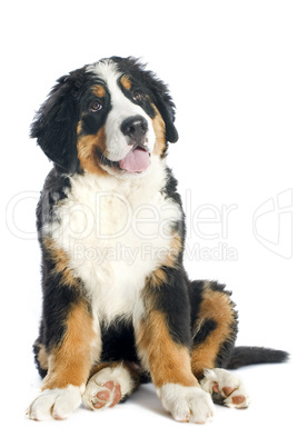 puppy bernese moutain dog