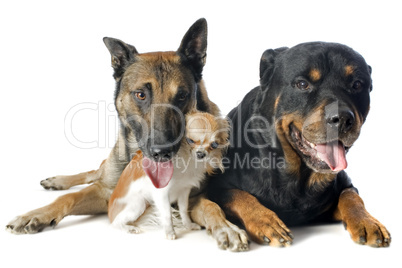 malinois, chihuahua and rottweiler