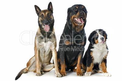 puppy bernese moutain dog, malinois and rottweiler