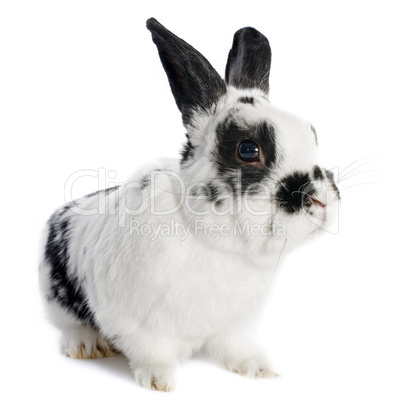 dwarf Rabbit