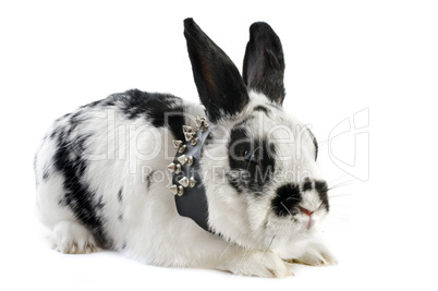 dwarf Rabbit with collar