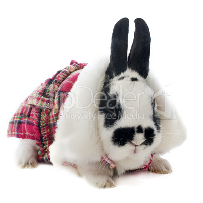 young dressed rabbit