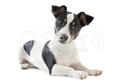 puppy jack russel terrier