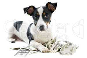 jack russel terrier with dollars