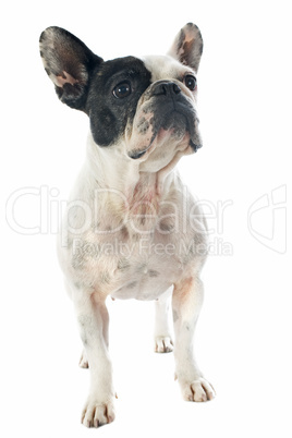 french bulldog