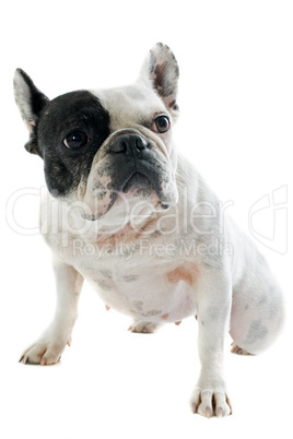 french bulldog