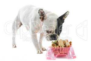 french bulldog and pet food