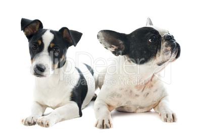 french bulldog and jack russel terrier