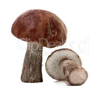 Fresh cap boletus, isolated on white background.