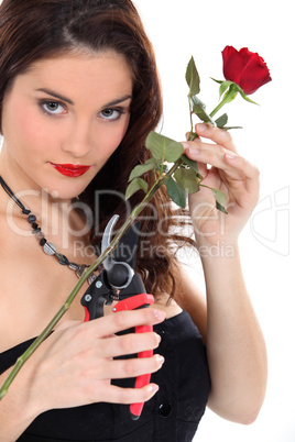 Woman pruning red rose