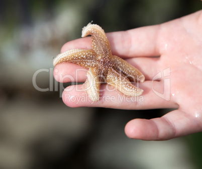 starfish