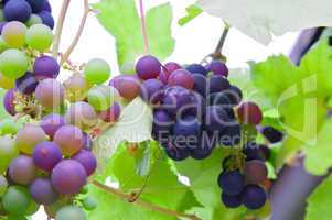 red grapes