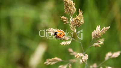 Siebenpunkt-Marienkäfer / Seven-spot ladybird