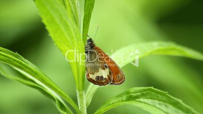 Weßbindiges Wiesenvögelchen / Pearly Heath butterfly