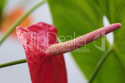 anthurium