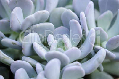 pachyphytum