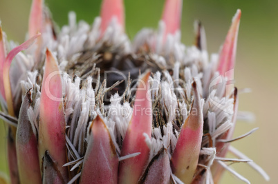 protea