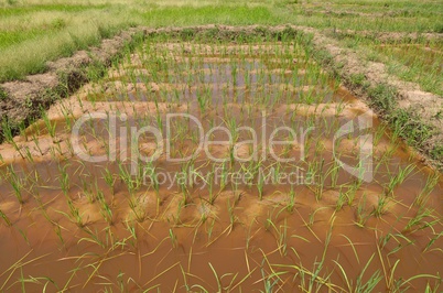 field of rice