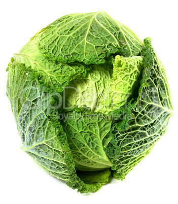 Savoy cabbage head with water drops