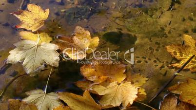 Blätter im Wasser - Wasserläufer