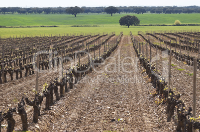 Vineyard bud break