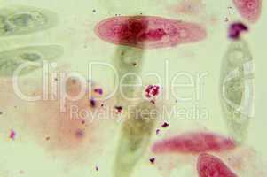 Paramecium under the microscope, background