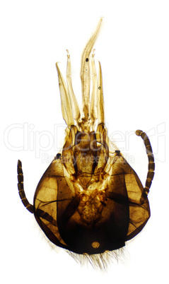 Honey bee moeth parts under the microscope