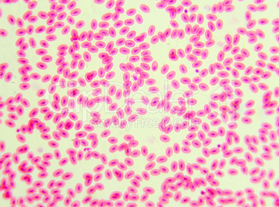 Blood pigcon under the microscope