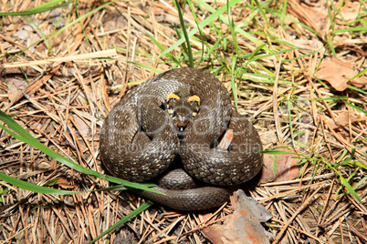 grass snake (Natrix), is a european non-venomous snake