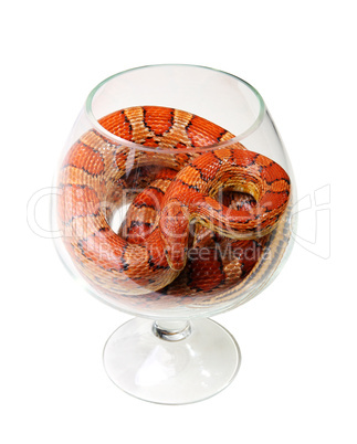 Corn snake in a glass on the white background (Elaphe guttata)