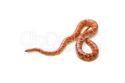 Corn snake on the white background (Elaphe guttata)