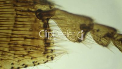 Honey bee hind leg under the microscope, background. (Anthophila)