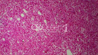 Frog liver under the microscope, background. (Formicidae)