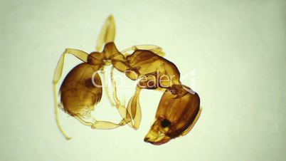 ant under the microscope, background. (Formicidae)