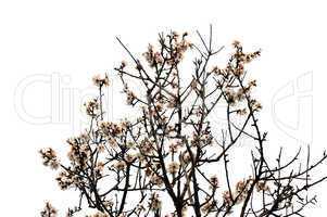 almond tree flowers spring season