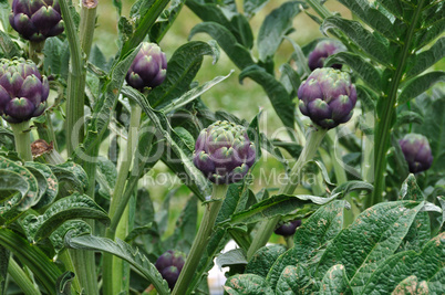 artichoke plants vegetables