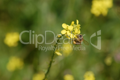 bee on blooming flower