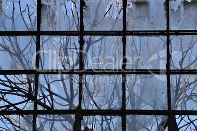 branches and broken factory window