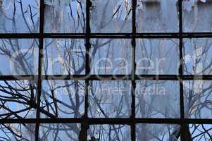 branches and broken factory window